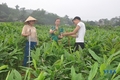 Nông dân xứ Thanh vào mùa thu hoạch sắn