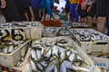 Ngư dân Thanh Hóa đón mùa cá trích đầu năm mới