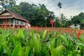 “Thủ phủ” của cây riềng