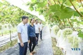 Cây ổi lê trên đất Hà Long
