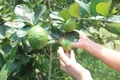 Rộn ràng mùa củ đậu ở xã Cẩm Tú