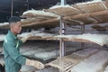 Rộn ràng mùa củ đậu ở xã Cẩm Tú
