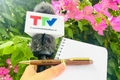 Tự hào người làm báo xứ Thanh (Bài 3): Chuyển đổi số để thích ứng