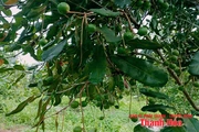 Cây mắc ca trên  vùng  đồi  Thượng  Ninh