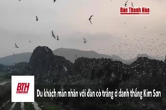 Du khách mãn nhãn với đàn cò hàng vạn con ở danh thắng Kim Sơn