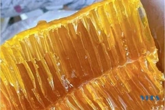 Thu nhập cao từ nghề săn mật ong rừng