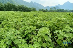 Triển vọng từ việc phát triển cây gai xanh trên địa bàn Cẩm Thủy
