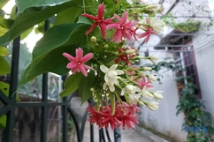Mùa hoa Bông trăng