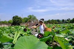 Ngát hương sen ngày hạ