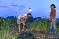 Nụ cười trên đồng cói
