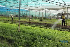 Nhộn nhịp vùng rau Quảng Lưu