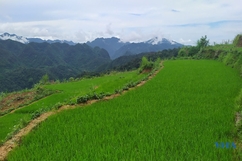 Nhân rộng giống lúa nếp hạt cau ở Pù Luông để phục vụ du lịch