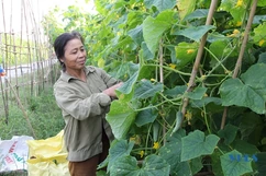 Nông dân Trường Xuân được mùa dưa chuột