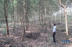 Hiệu quả trồng rừng theo tiêu chuẩn quốc tế FSC ở Thạch Thành