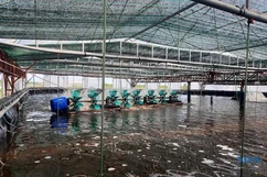 Người nuôi tôm xã Nga Tân mong được đầu tư hệ thống kênh dẫn nước