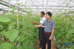 Chuyển dịch cơ cấu cây trồng ở Như Thanh