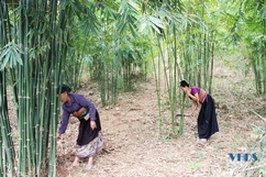 Nâng tầm giá trị cho cây vầu
