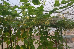 Cảm hứng từ những mảnh vườn trong phố