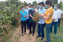 Hội Nông dân huyện Nông Cống chung tay giải cứu nông sản cho người dân