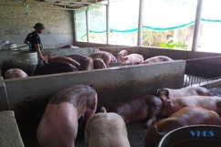 Giá thịt lợn hơi xuống thấp, nông hộ gặp khó