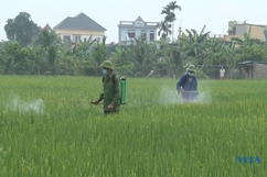 Huyện Hậu Lộc tập trung phòng trừ sâu bệnh hại lúa cuối vụ