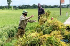 Tâm dịch Nông Cống nỗ lực thu hoạch lúa trong điều kiện dịch COVID-19