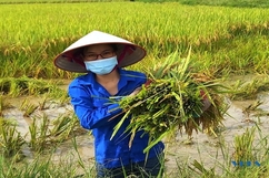 “Áo xanh giúp dân - Nhanh chân thu hoạch”