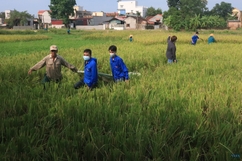 Áo xanh tình nguyện giúp dân gặt lúa