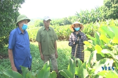 Xã Yên Lạc duy trì và phát triển nghề miến dong truyền thống