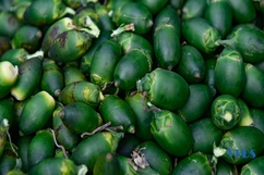 Nhộn nhịp vào mùa sấy cau khô