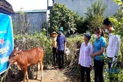Trao “con bò hạnh phúc” và tặng sổ bảo hiểm y tế cho hội viên nghèo đơn thân