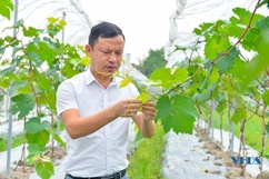 Tiên phong làm nông nghiệp công nghệ cao tại Quảng Xương