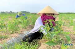 Đa dạng hóa cây trồng trong vụ đông