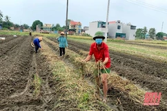 Nhộn nhịp trên những cánh đồng vụ đông ở Hoằng Hoá