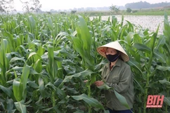 Xã Thiệu Thành  tập trung chăm sóc  cây trồng vụ đông