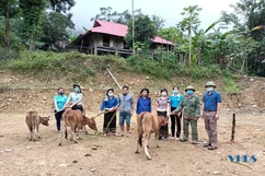 Hội LHPN xã Bát Mọt trao bò sinh sản cho hội viên khó khăn