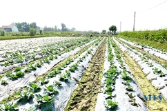 Nhộn nhịp trên những cánh đồng rau màu