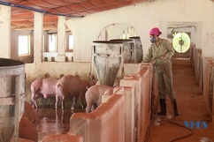 Người chăn nuôi bán tháo đàn dù thịt lợn hơi đang tăng giá