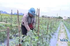 Tập trung sản xuất vụ đông