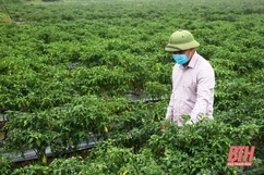 Phát triển sản xuất - nền tảng xây dựng nông thôn mới nâng cao ở xã Định Hòa