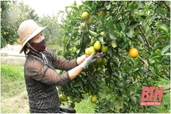 Xã Xuân Hồng: 62 ha cam cho thu nhập cao