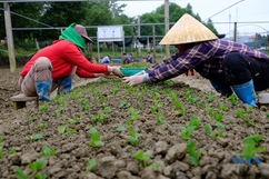 Làng hoa Đông Cương tất bật xuống giống vụ tết