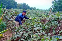 Xã Quảng Phú tập trung phát triển sản phẩm OCOP