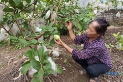 Hiệu quả từ việc trồng ổi lê Đài Loan trên đất Thăng Thọ