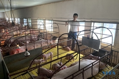 Giá lợn hơi tăng trở lại nhưng người chăn nuôi vẫn dè dặt tái đàn
