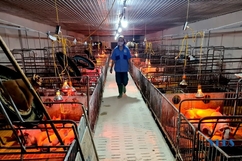 Quy mô trang trại chăn nuôi lợn trăm tỷ đồng tại xã Xuân Khang (Như Thanh)