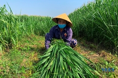 Chủ động chống đói, rét cho đàn vật nuôi