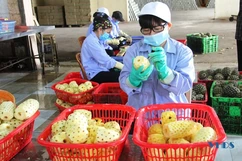 Nâng tầm giá trị cho cây dứa ở xứ Thanh