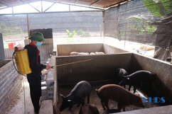 Huyện Quan Sơn tăng cường phòng, chống dịch tả lợn châu Phi