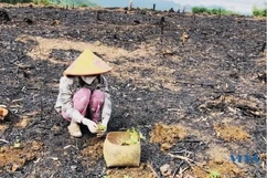 Phát triển cây dược liệu ở Lang Chánh
